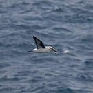 Albatros à tête grise