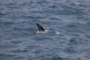 Albatros à tête grise