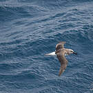 Albatros à tête grise