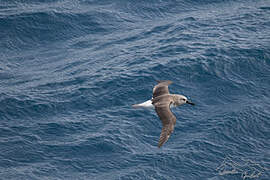 Albatros à tête grise