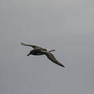 Albatros à tête grise