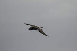 Grey-headed Albatross