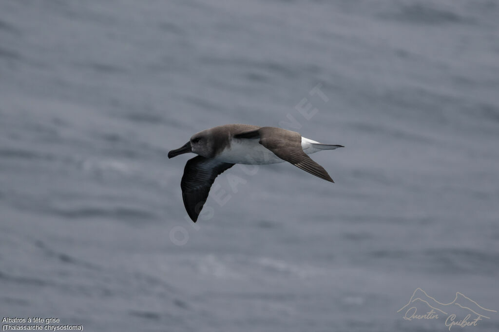 Grey-headed Albatross