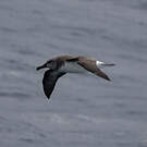 Albatros à tête grise