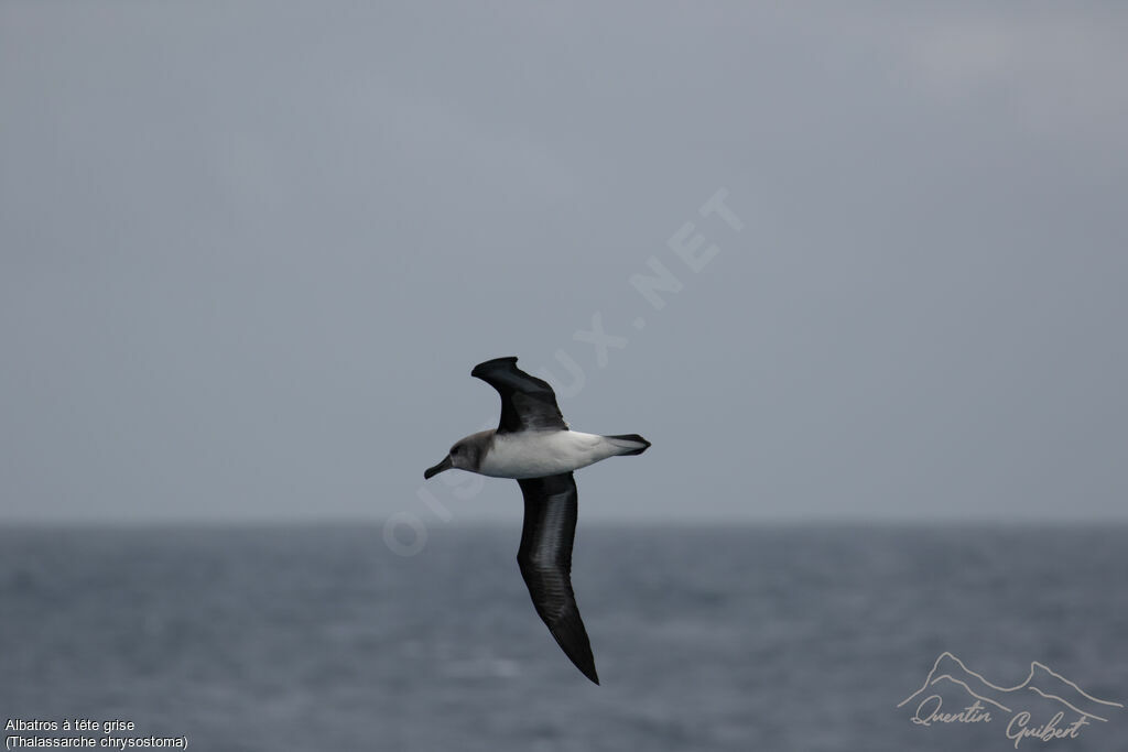 Albatros à tête grise