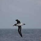 Albatros à tête grise