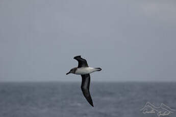 Albatros à tête grise