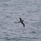 Albatros brun