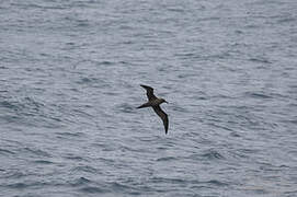 Sooty Albatross