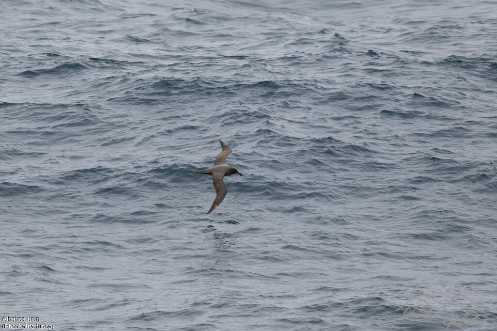 Sooty Albatross