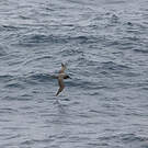 Albatros brun