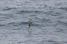 Sooty Albatross