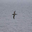 Albatros brun