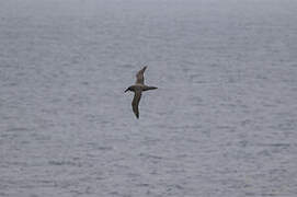 Sooty Albatross