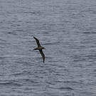 Albatros brun