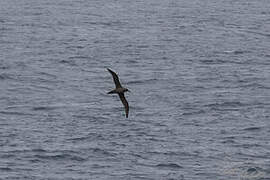 Sooty Albatross