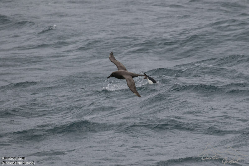 Albatros brunadulte, identification, Vol