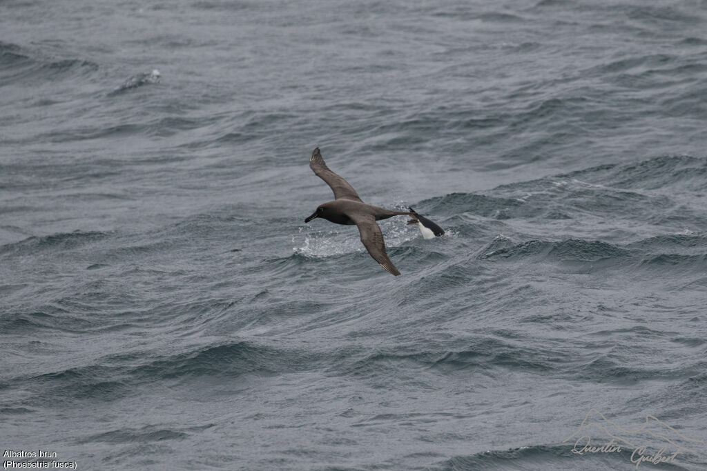 Albatros brunadulte, identification, Vol