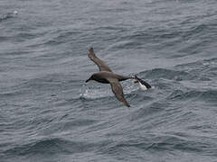 Sooty Albatross