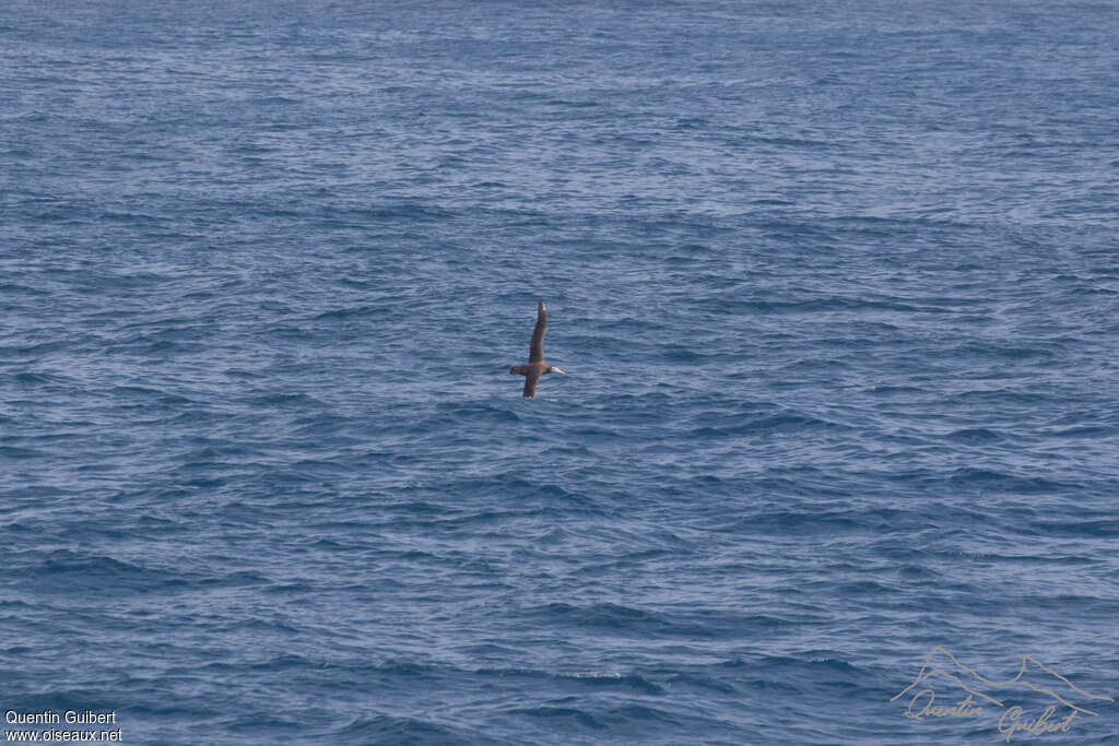 Amsterdam Albatrossimmature, pigmentation, Flight