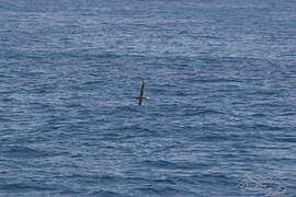 Amsterdam Albatross