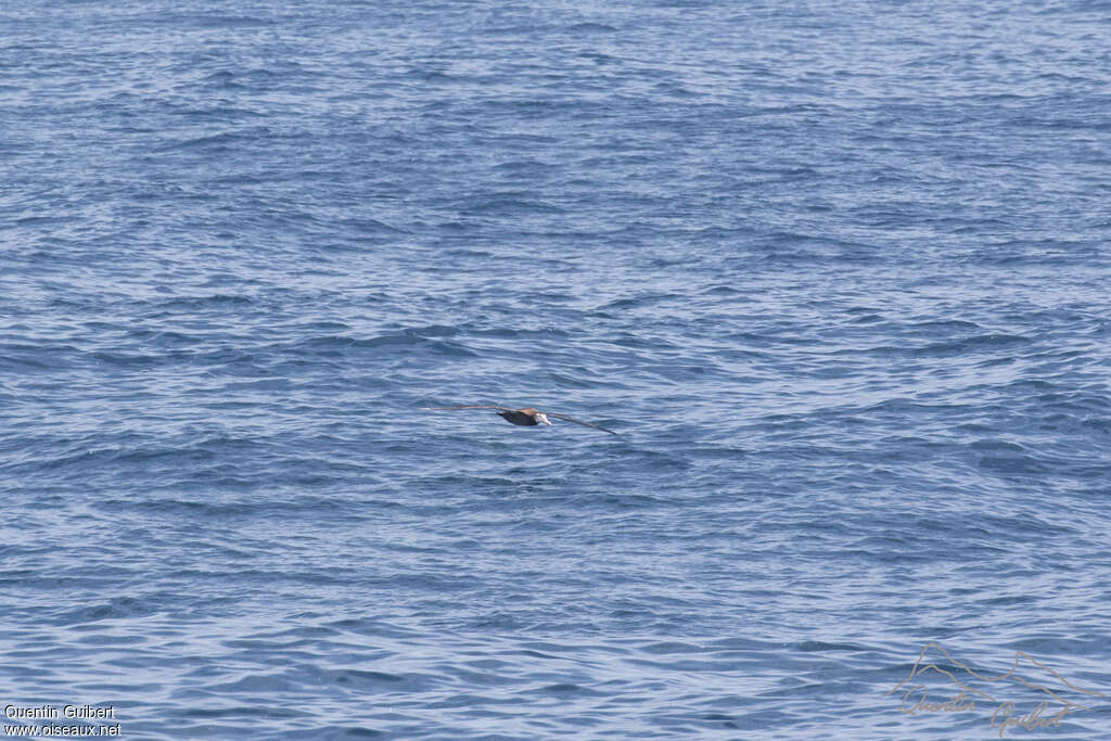 Amsterdam Albatrossimmature, pigmentation, Flight