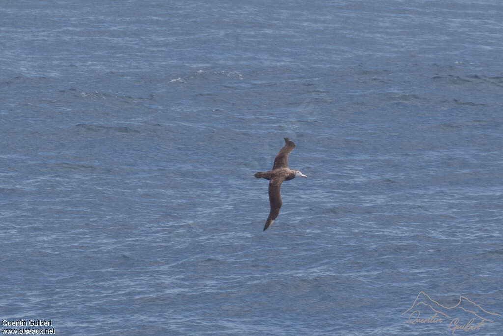 Albatros d'Amsterdamimmature, identification