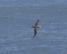 Amsterdam Albatross