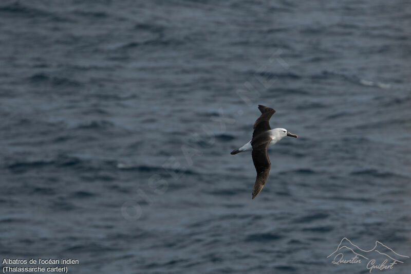 Albatros de l'océan indien, pigmentation, Vol