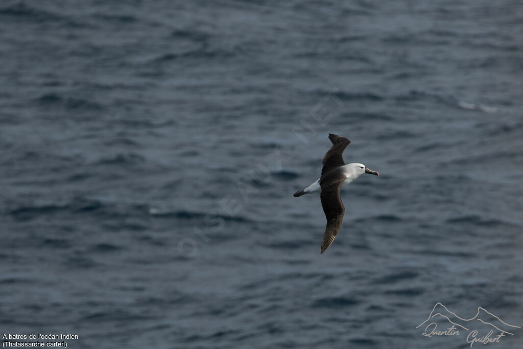 Albatros de l'océan indien, pigmentation, Vol