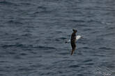 Albatros de l'océan indien