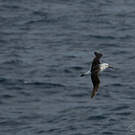 Albatros de l'océan indien