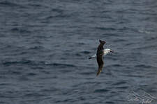 Albatros de l'océan indien