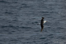 Indian Yellow-nosed Albatross