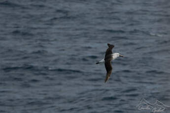 Albatros de l'océan indien