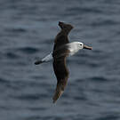 Albatros de l'océan indien