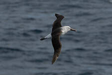 Albatros de l'océan indien