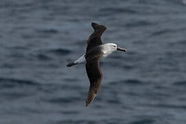 Indian Yellow-nosed Albatross