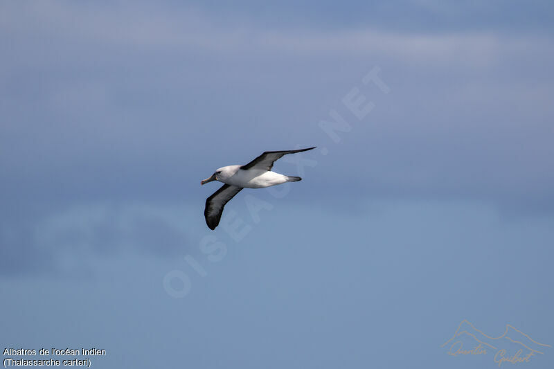 Albatros de l'océan indienadulte, identification, Vol