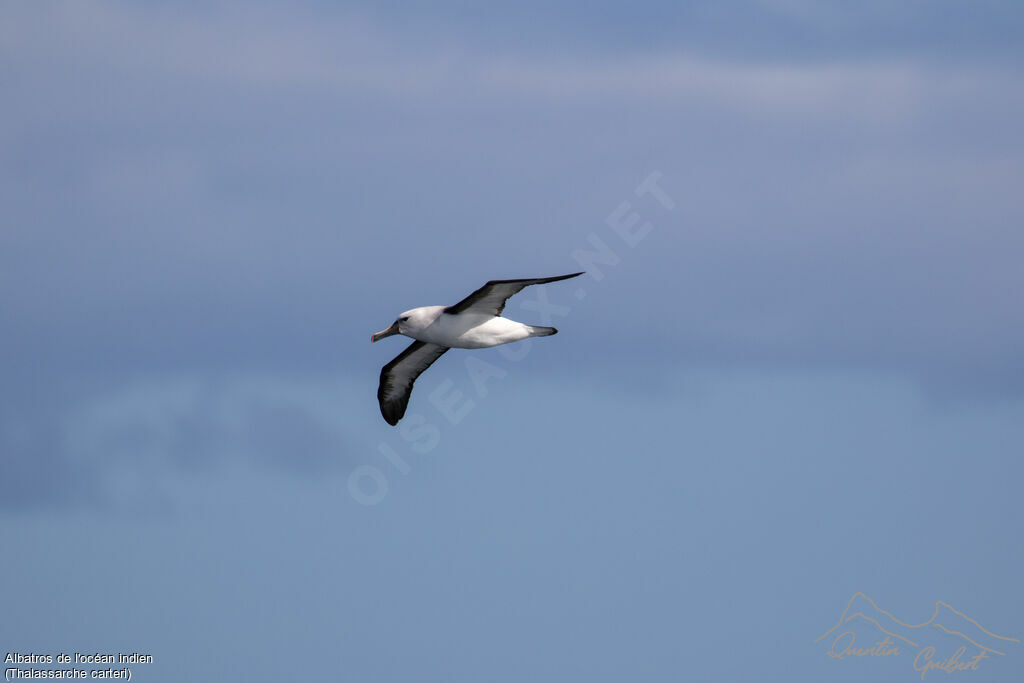 Albatros de l'océan indienadulte, identification, Vol