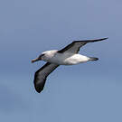 Albatros de l'océan indien