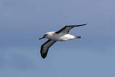 Albatros de l'océan indien