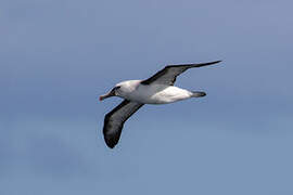 Indian Yellow-nosed Albatross