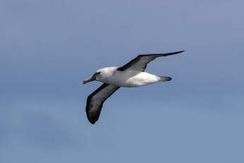 Albatros de l'océan indien