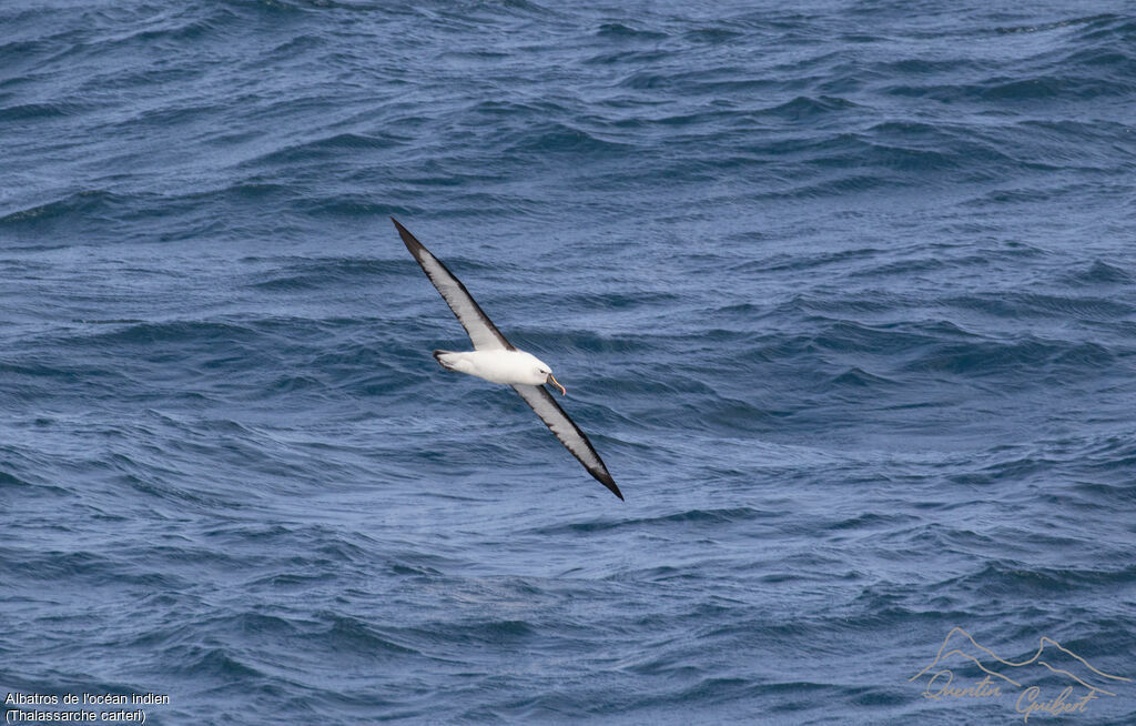 Indian Yellow-nosed Albatross