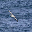 Albatros de l'océan indien