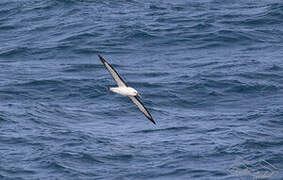 Indian Yellow-nosed Albatross