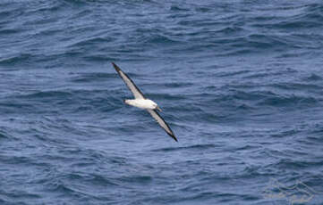 Albatros de l'océan indien