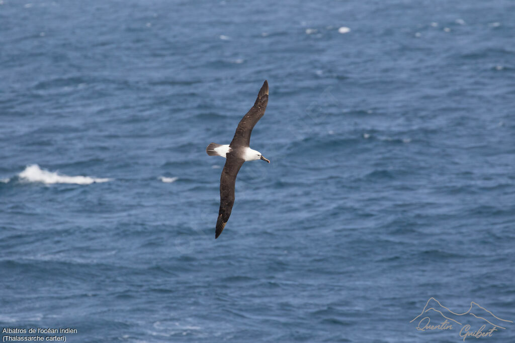 Albatros de l'océan indien