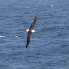Albatros de l'océan indien